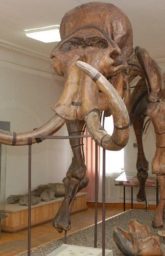 Уникальным экспонатом, почти визитной карточкой музея, является сборный скелет мамонта, смонтированный в 1929 году. 