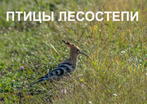 1 апреля 2021 года в 15.00 в Пензенском краеведческом музее состоится открытие фотовыставки «Птицы лесостепи»