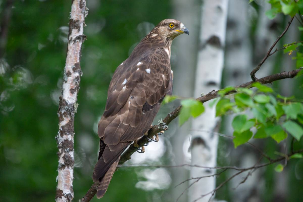 Осоед обыкновенный Pernis apivorus (Linnaeus, 1758)