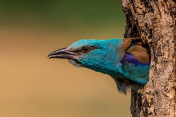 Сизоворонка — синяя птица песчаных карьеров
