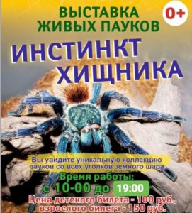В Пензенском краеведческом музее открылась выставка паукообразных «Инстинкт хищника»