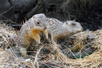 По страницам Красной книги Пензенской области