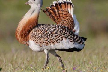 Дрофа – царственная птица безлесных открытых равнин и естественных степей