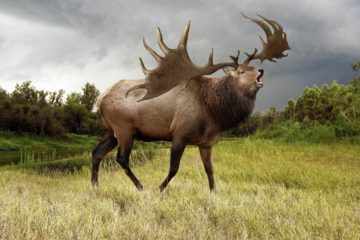 Крупнейший олень в истории Земли