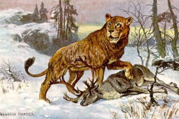 Пещерный лев — грозный хищник плейстоцена